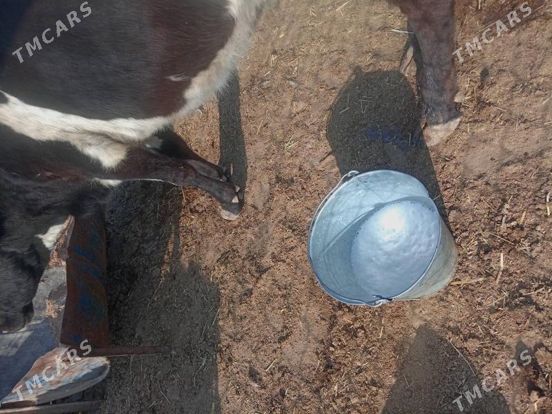 Таналы сыгыр - Джебел - img 4