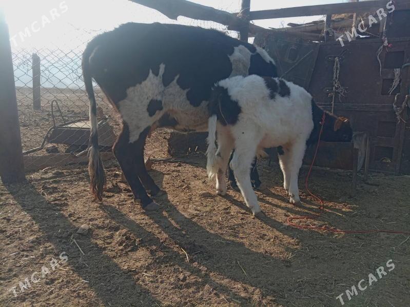 Таналы сыгыр - Джебел - img 1