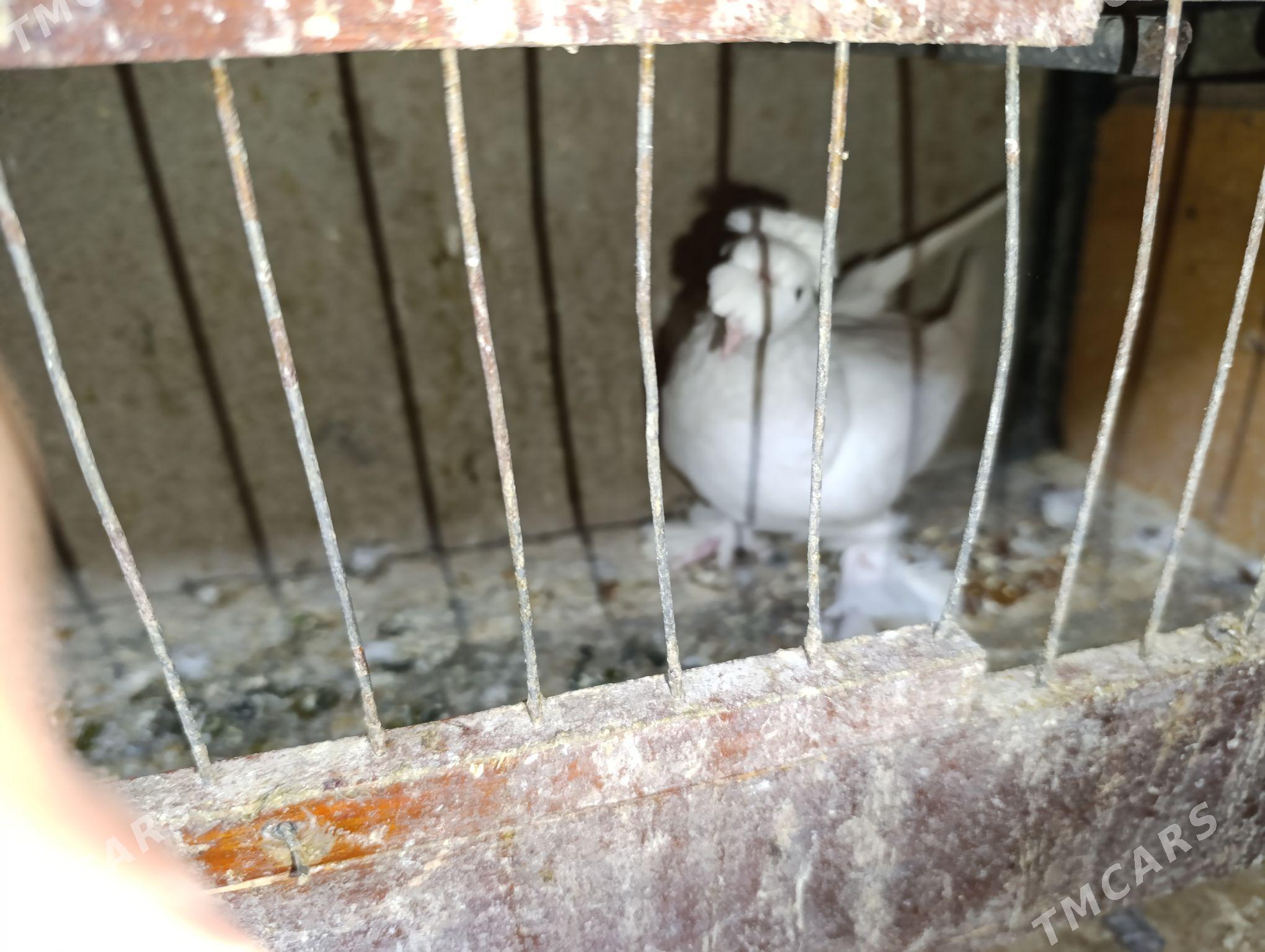 kepdery - 11 mkr - img 2