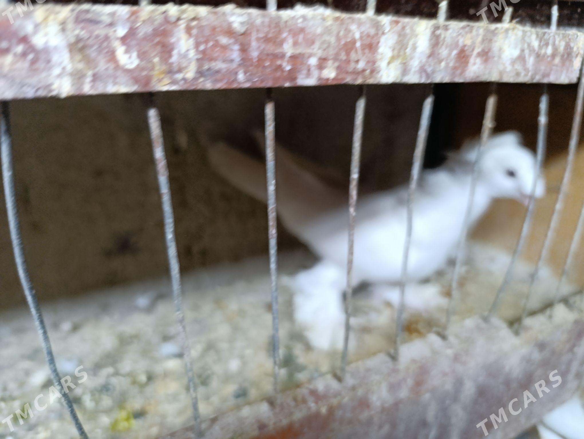 kepdery - 11 mkr - img 5