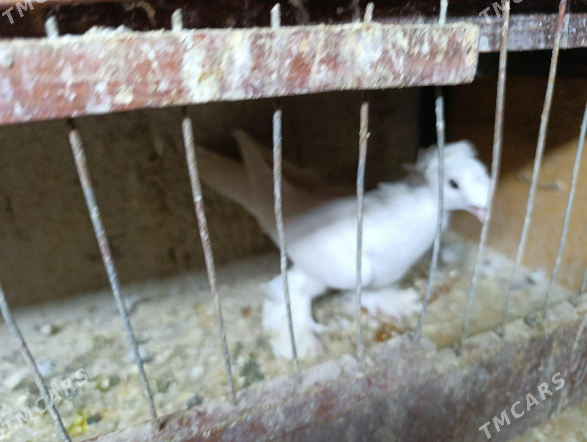 kepdery - 11 mkr - img 4