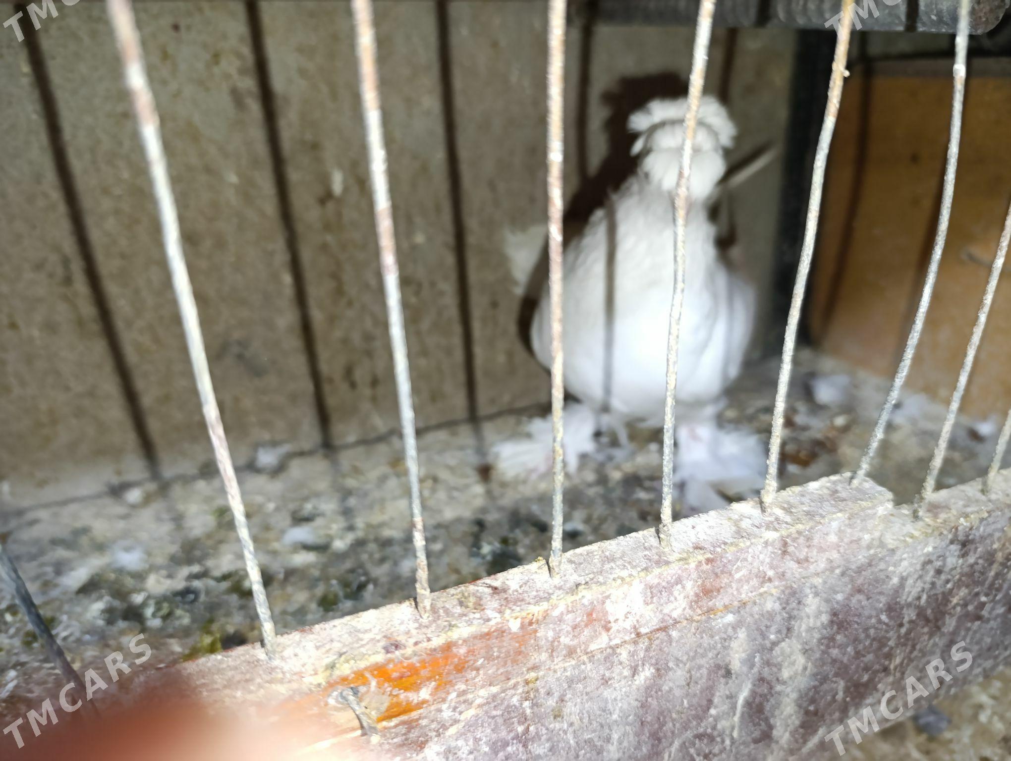 kepdery - 11 mkr - img 3