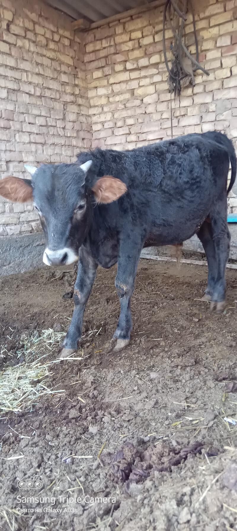 öküzçe - Бабадайхан - img 4