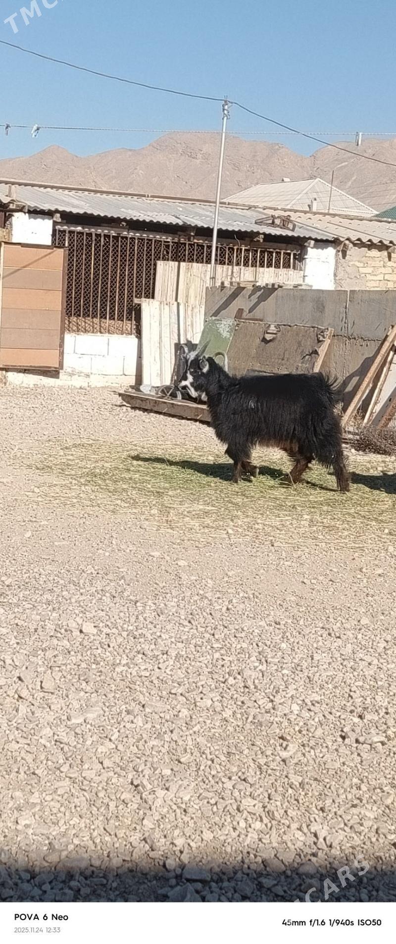 owlak - Балканабат - img 1