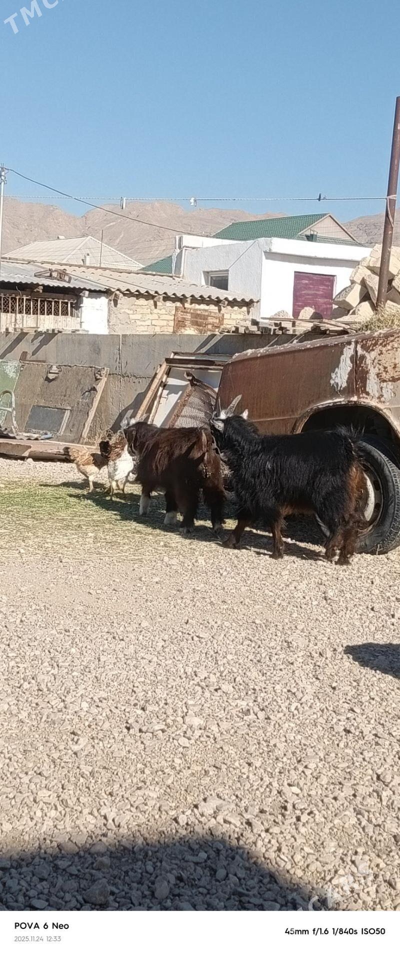 owlak - Балканабат - img 2