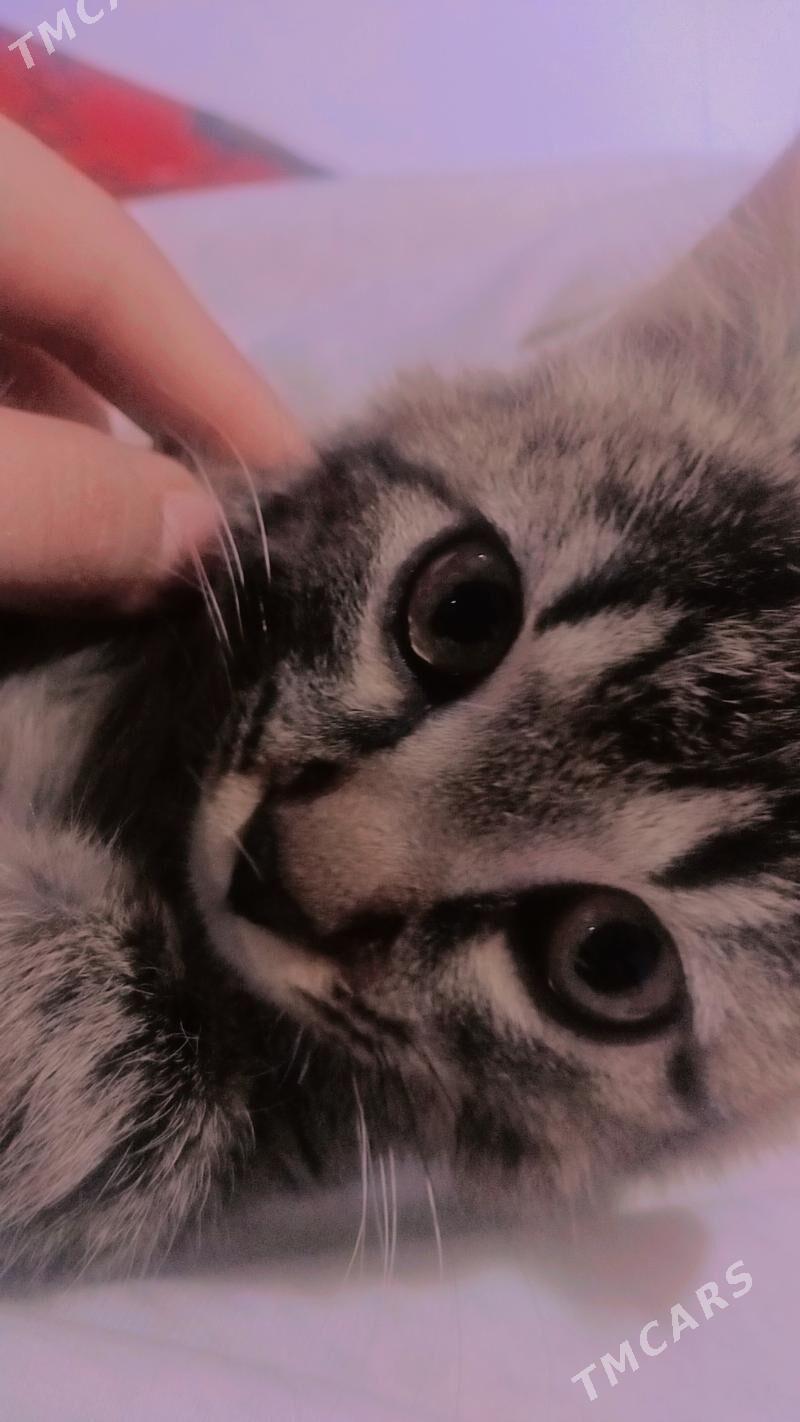 Кошка - Дашогуз - img 1