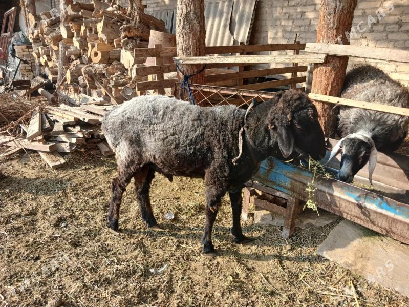 koçkar - Туркменабат - img 1