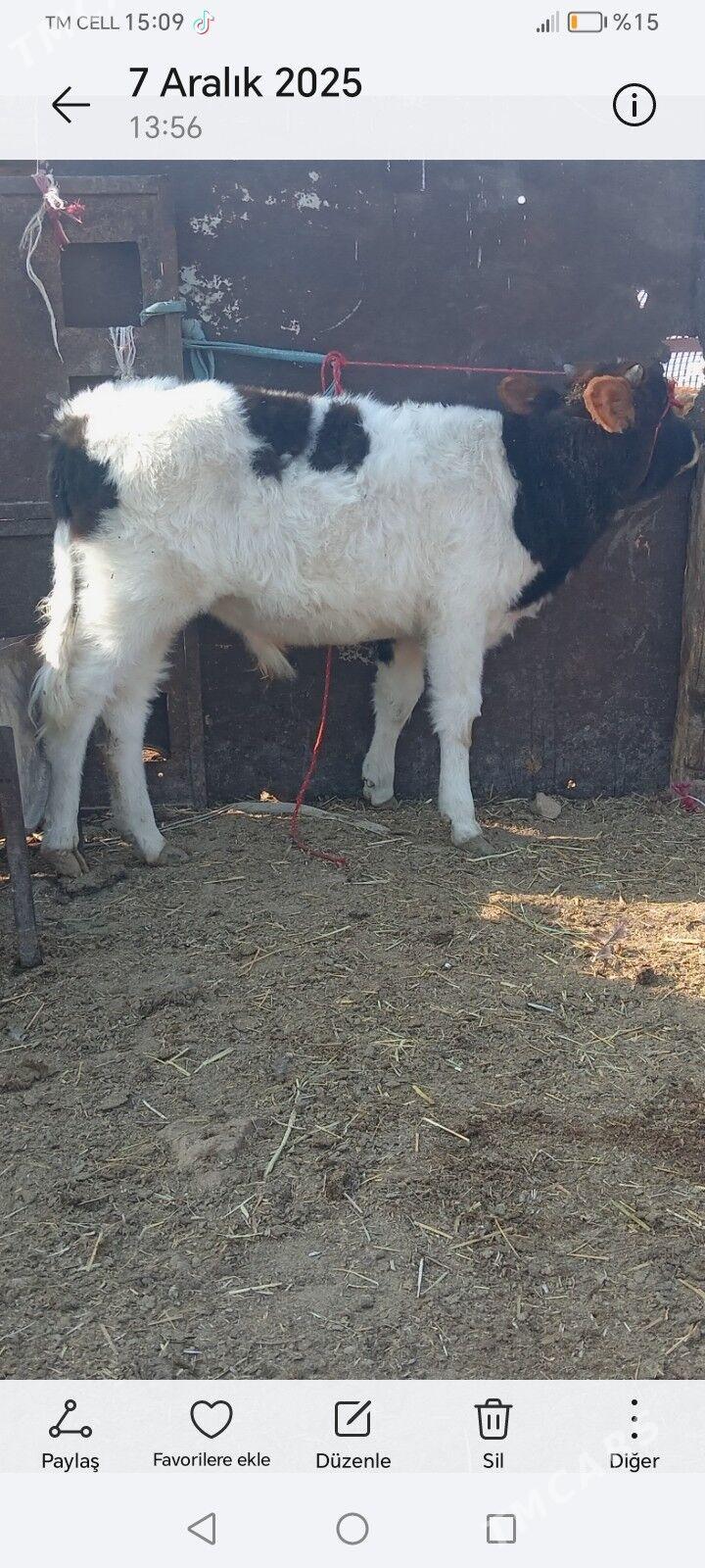 Окыз - Джебел - img 2