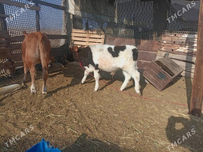 Окыз - Джебел - img 3