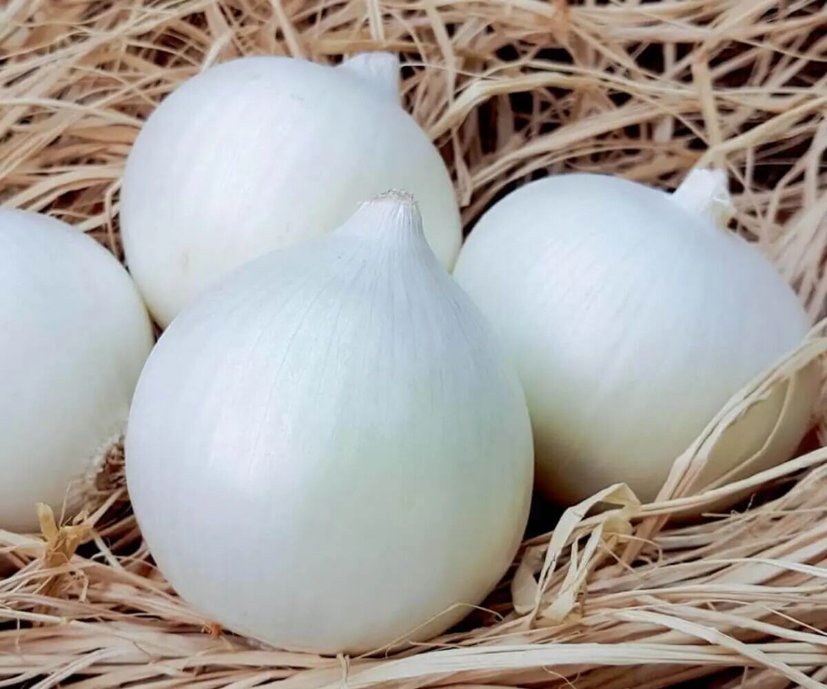 SOGAN TOHUMY (ÝAZLYK) BEREKET - Parahat 3 - img 9