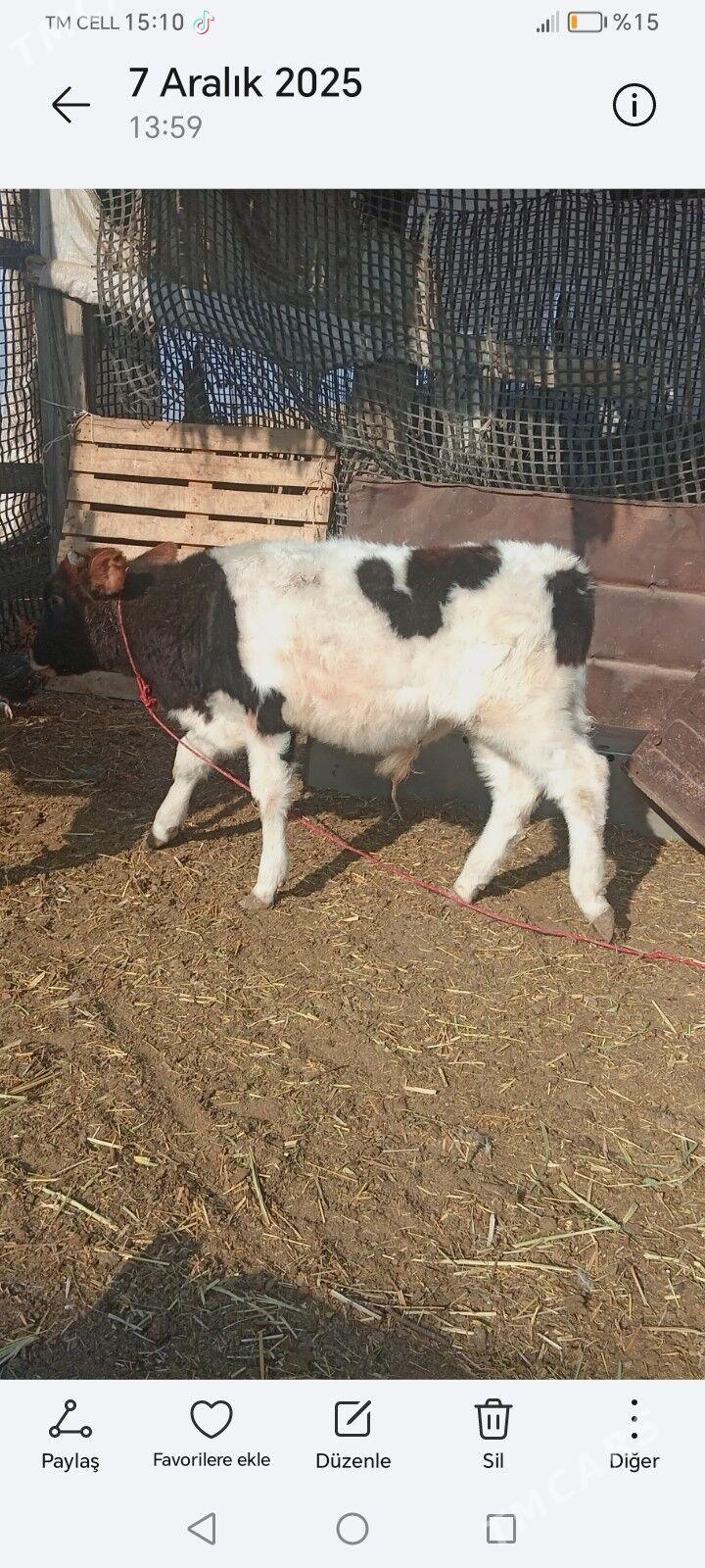 Окыз - Джебел - img 1