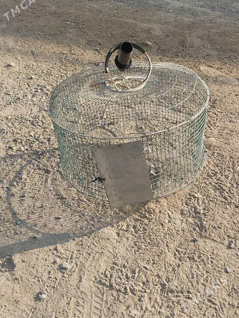 KAPASA. - Murgap - img 3