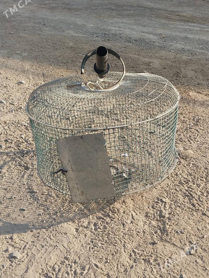 KAPASA. - Murgap - img 6