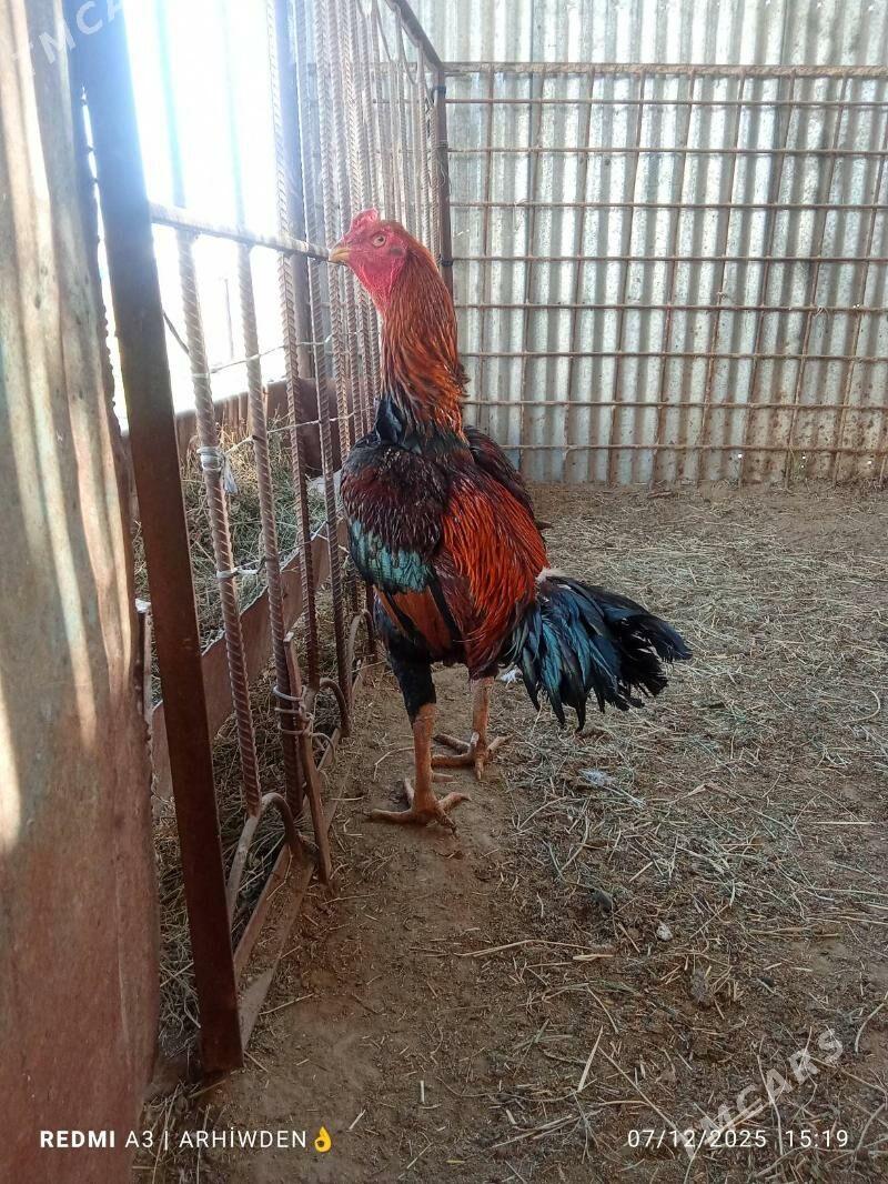 baysok horaz - Sakarçäge - img 1