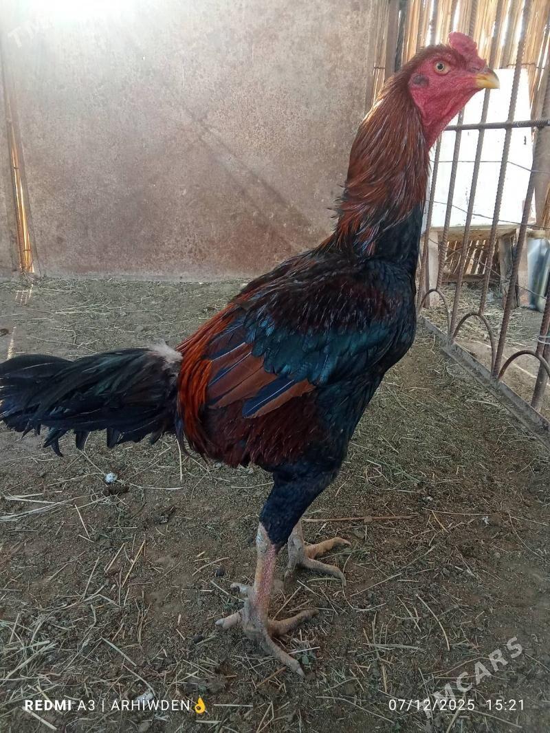 baysok horaz - Sakarçäge - img 6