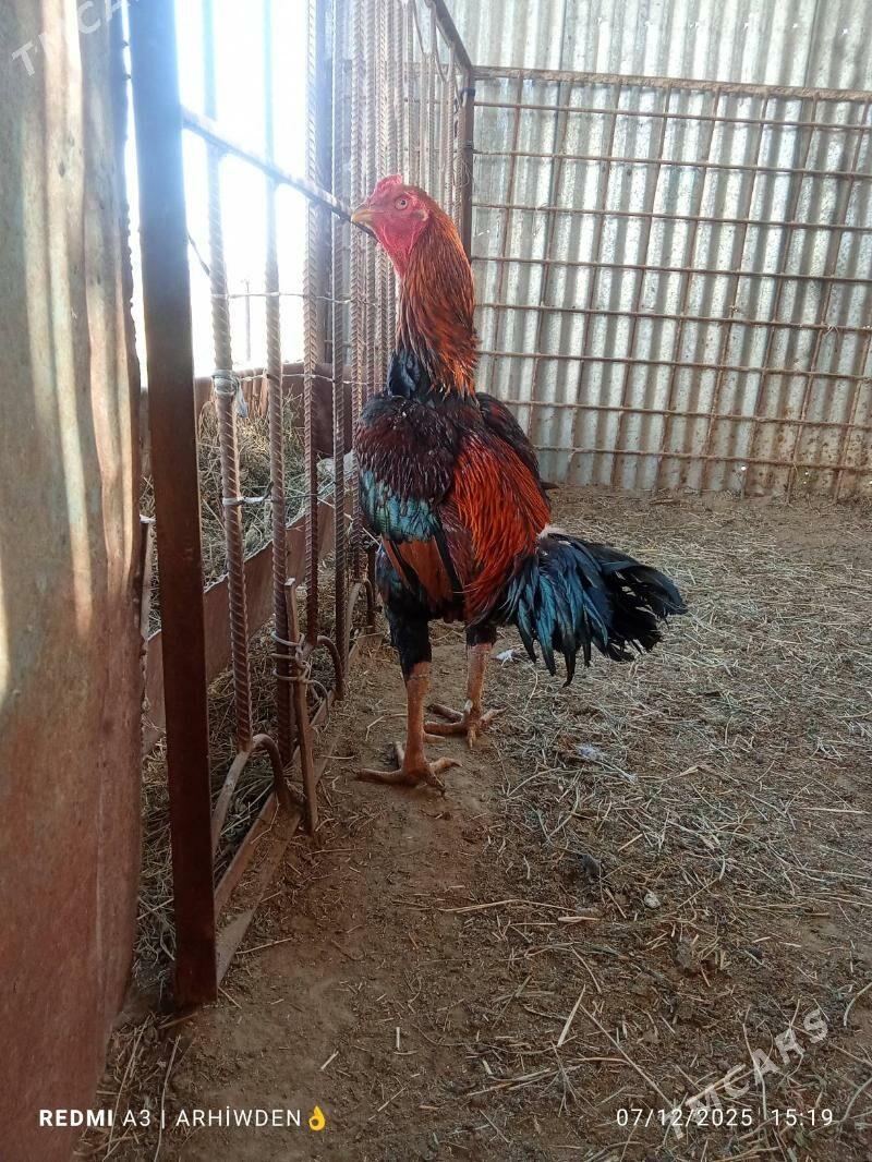 baysok horaz - Sakarçäge - img 2