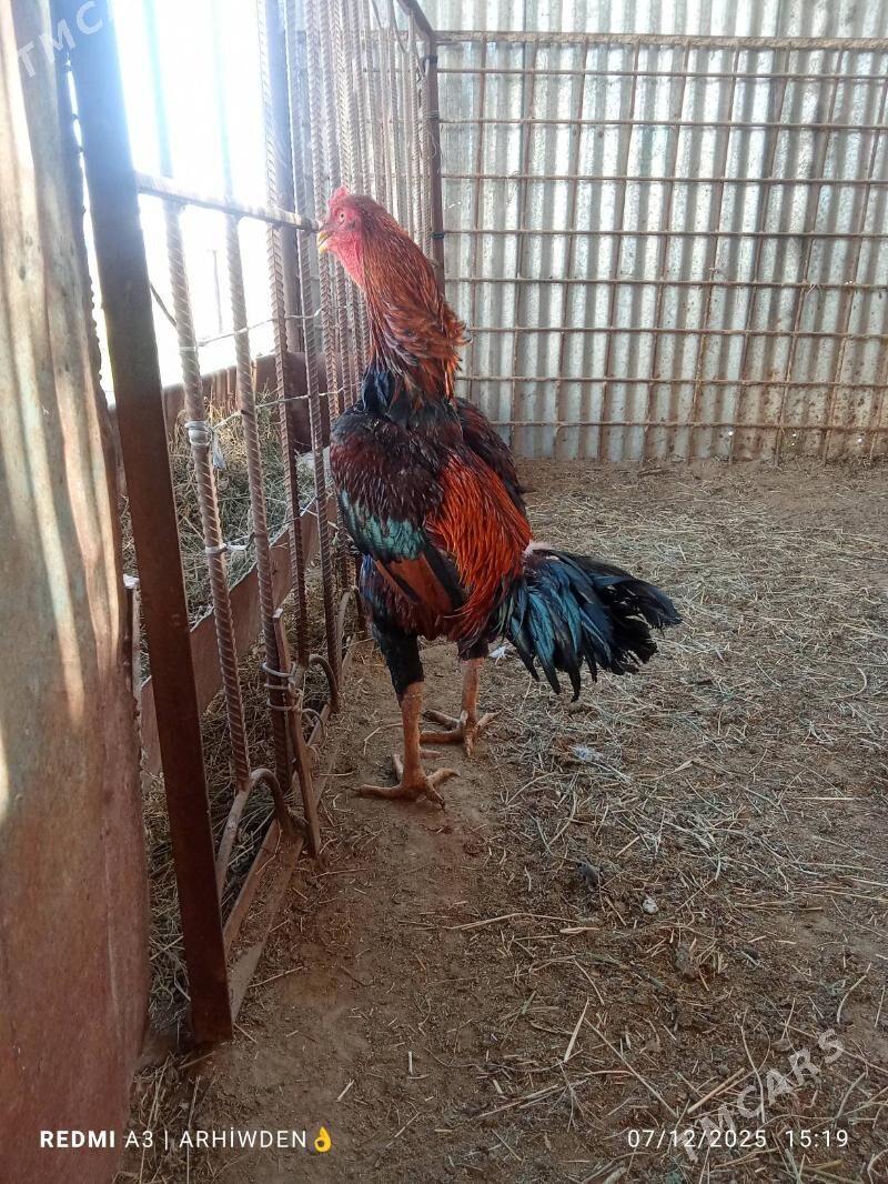 baysok horaz - Sakarçäge - img 4