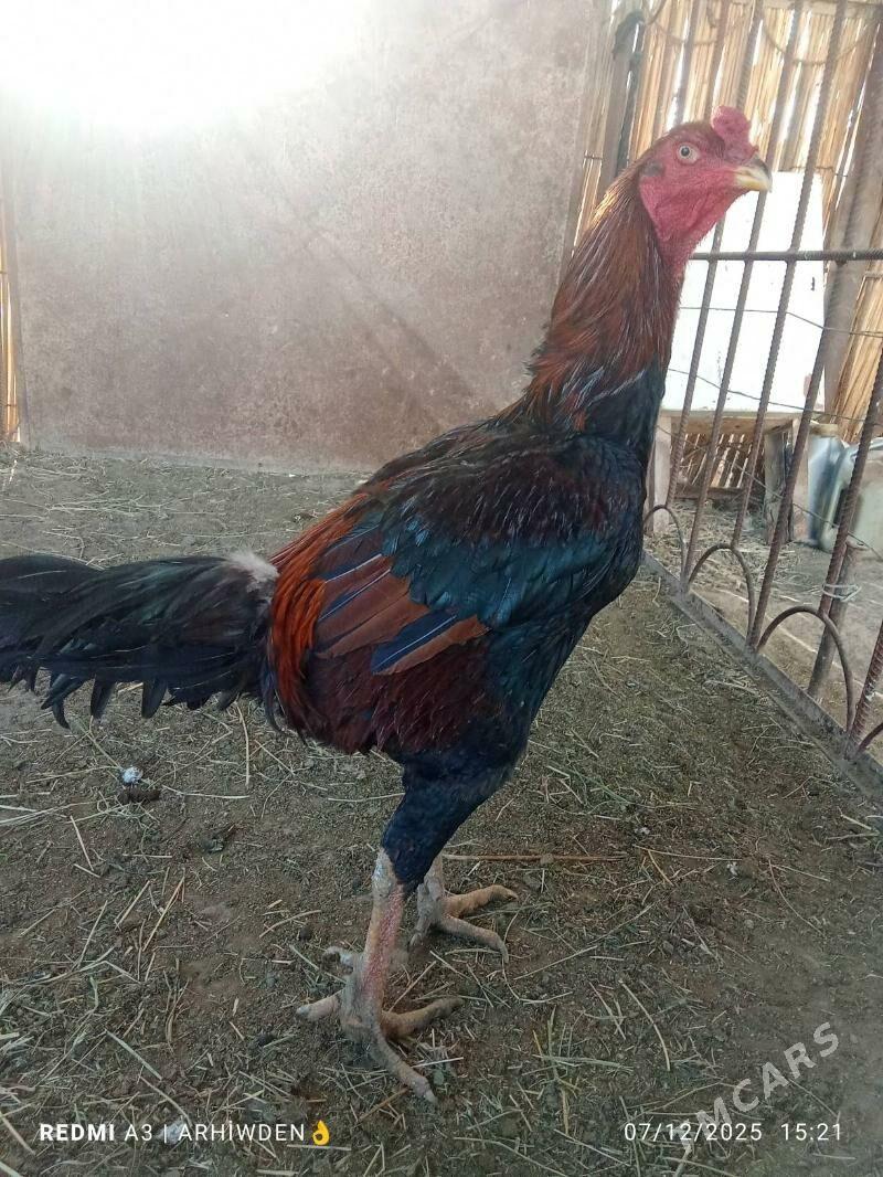 baysok horaz - Sakarçäge - img 5