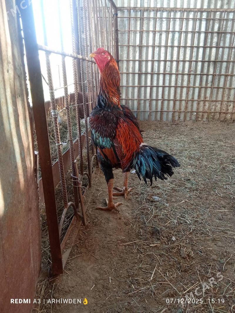 baysok horaz - Sakarçäge - img 3