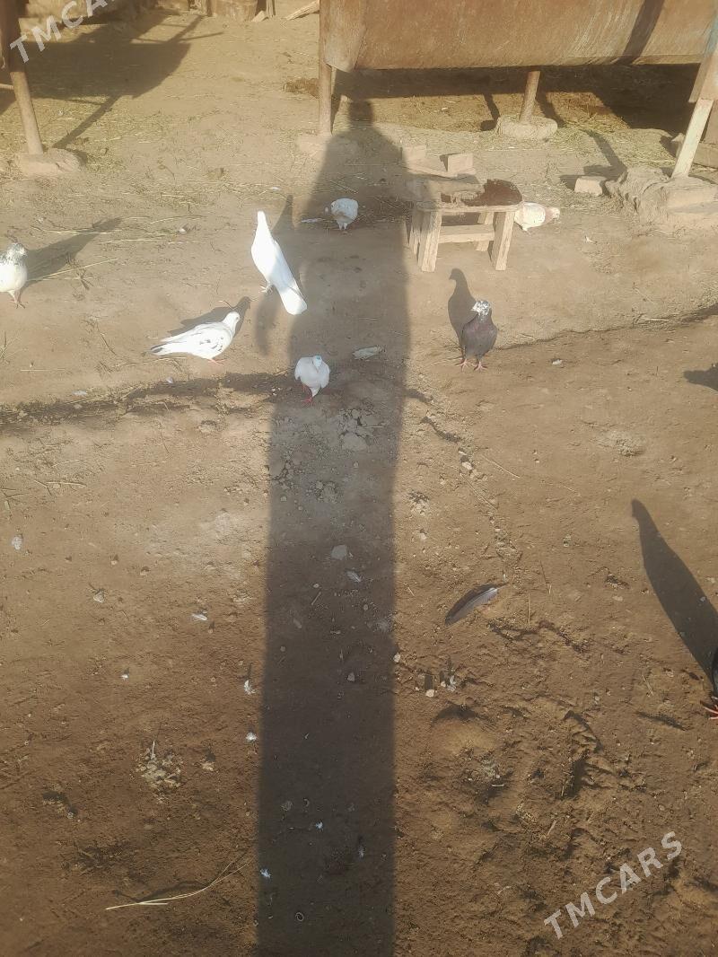 kepder - Фарап - img 5