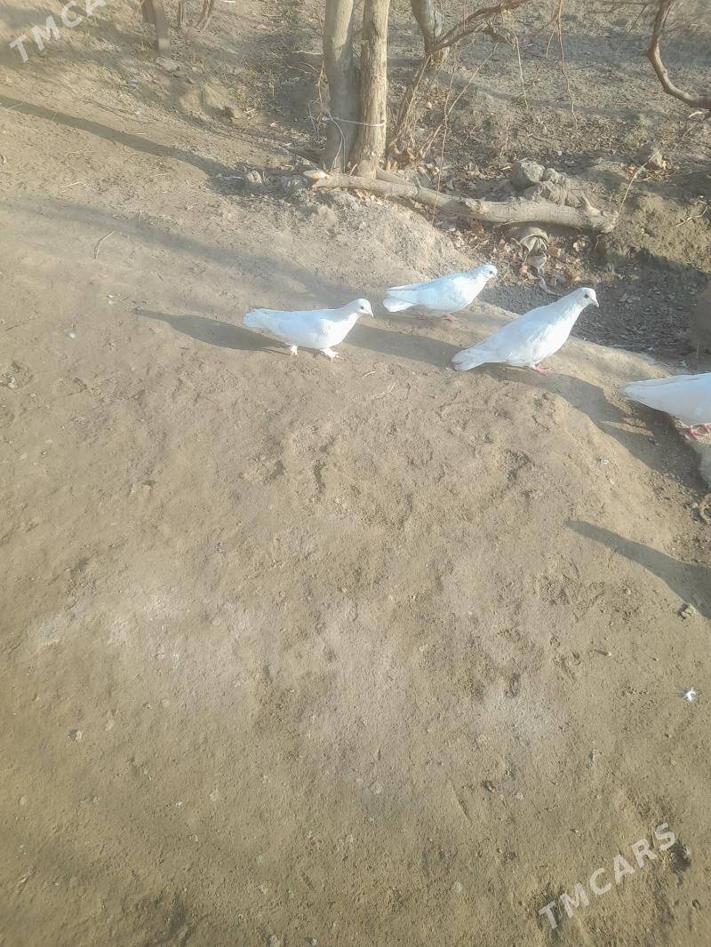 kepder - Фарап - img 2