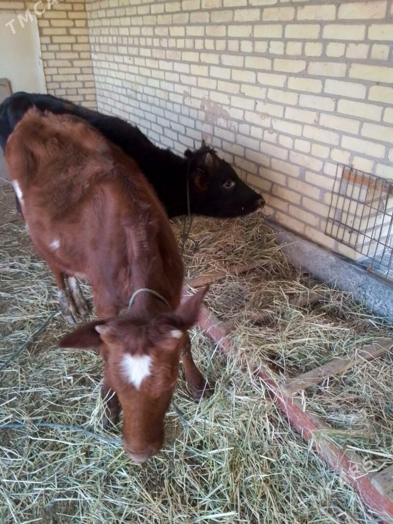 gunajyn okuz - Сакар - img 1