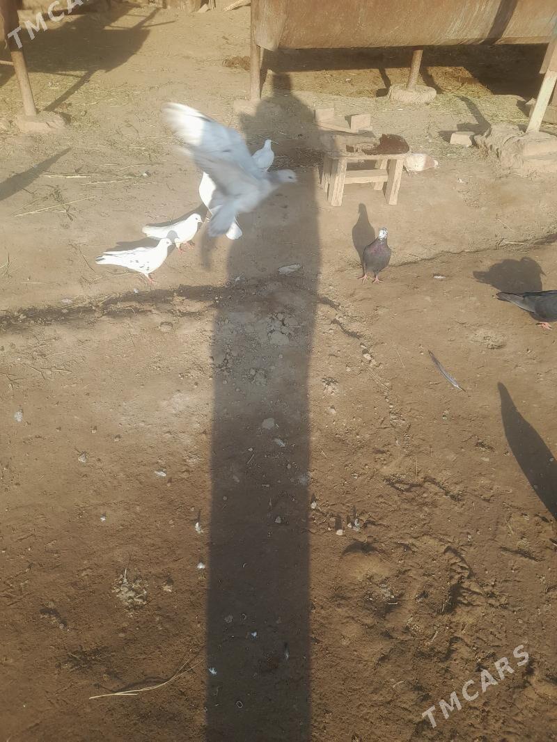 kepder - Фарап - img 4