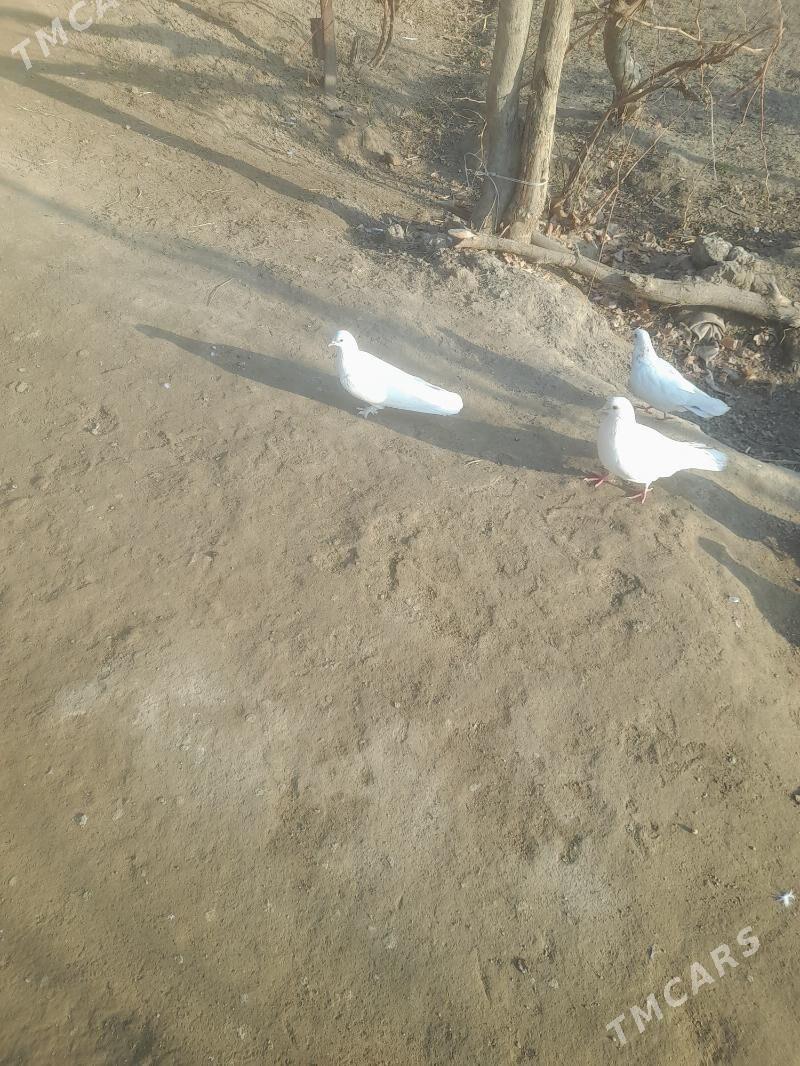 kepder - Фарап - img 3