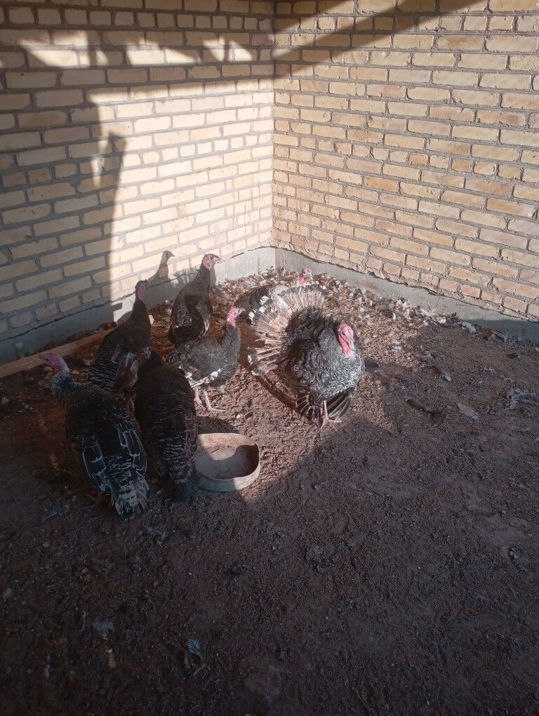 urgaçy indýuklar - Фарап - img 1