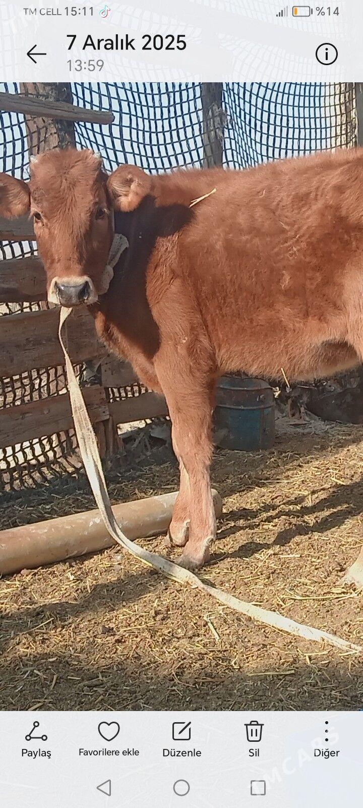 Гачар - Джебел - img 2