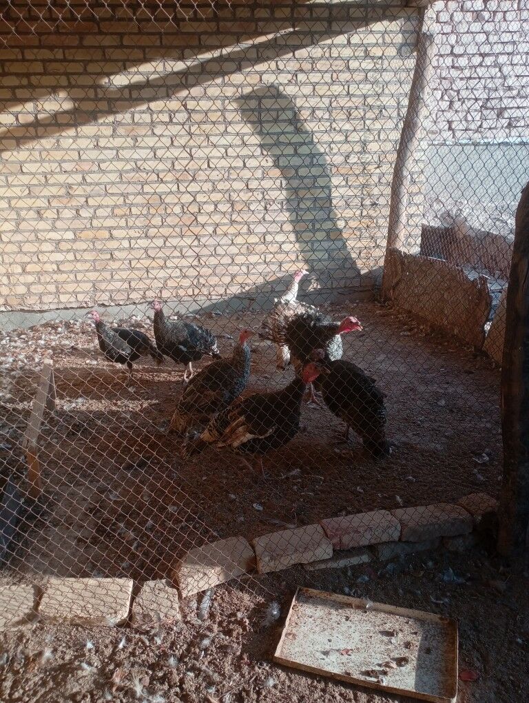 urgaçy indýuklar - Фарап - img 2