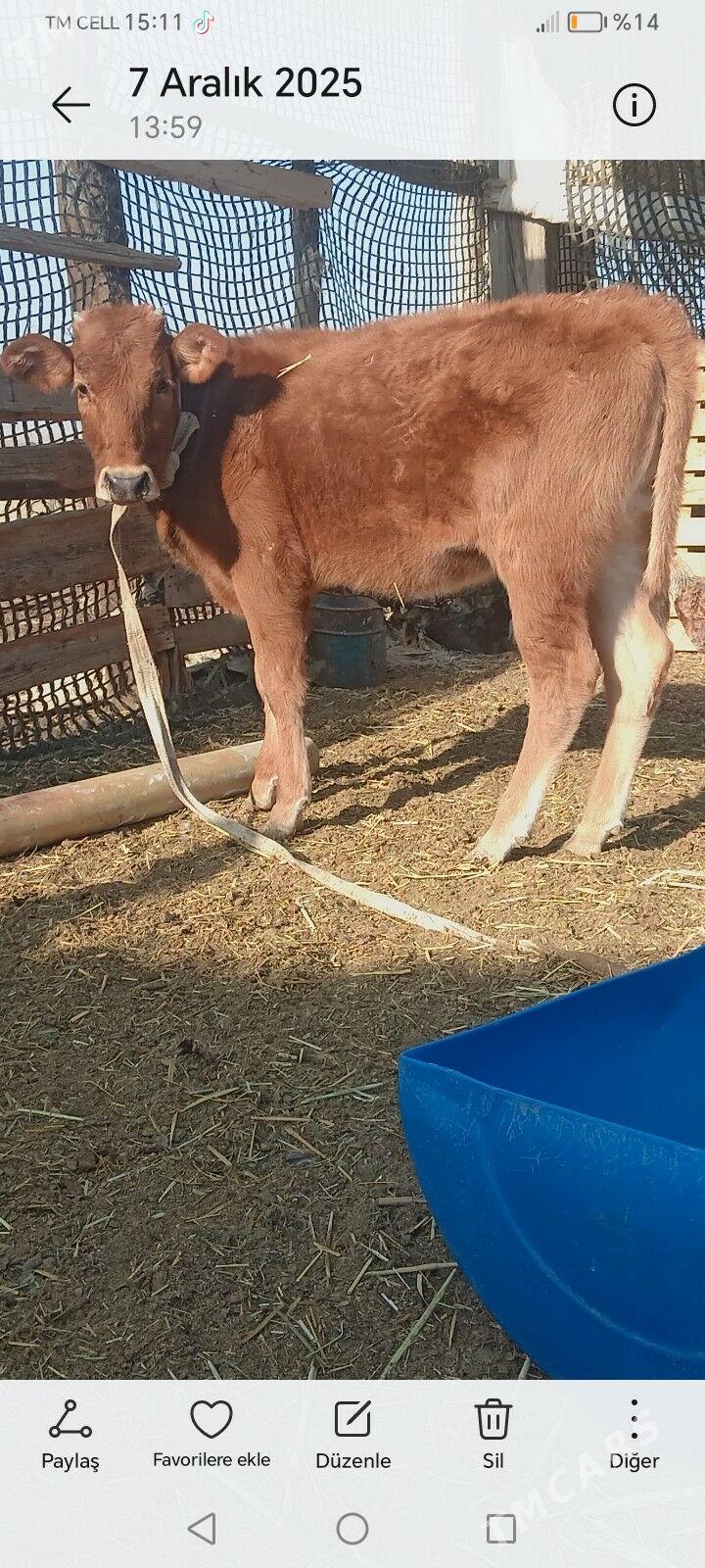 Гачар - Джебел - img 3