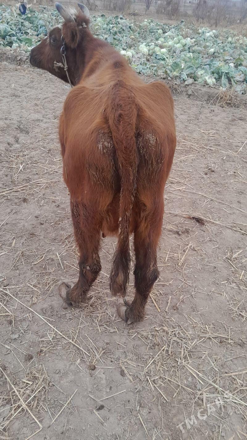 semiz sygyr - Шабатский этрап - img 2