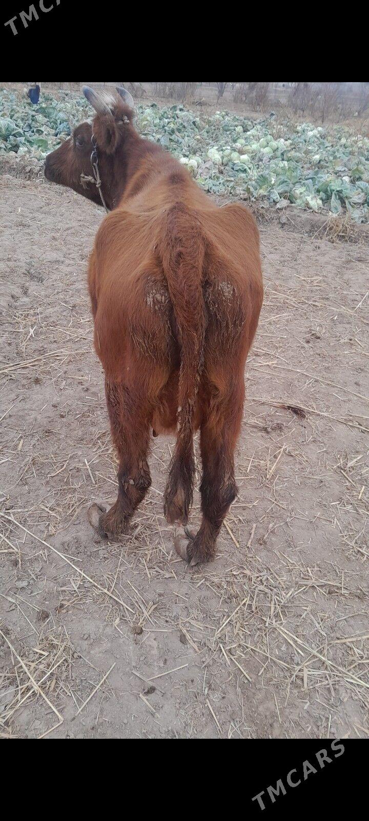 semiz sygyr - Шабатский этрап - img 1