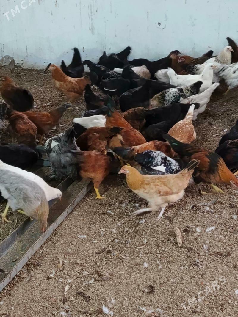 7 aylyk towuklar - Огуз хан - img 3