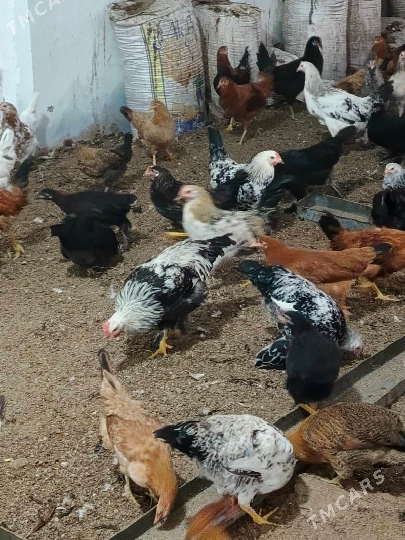 7 aylyk towuklar - Огуз хан - img 4