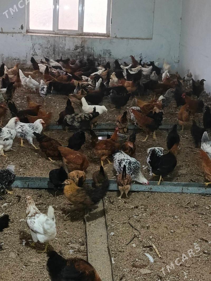 7 aylyk towuklar - Огуз хан - img 2