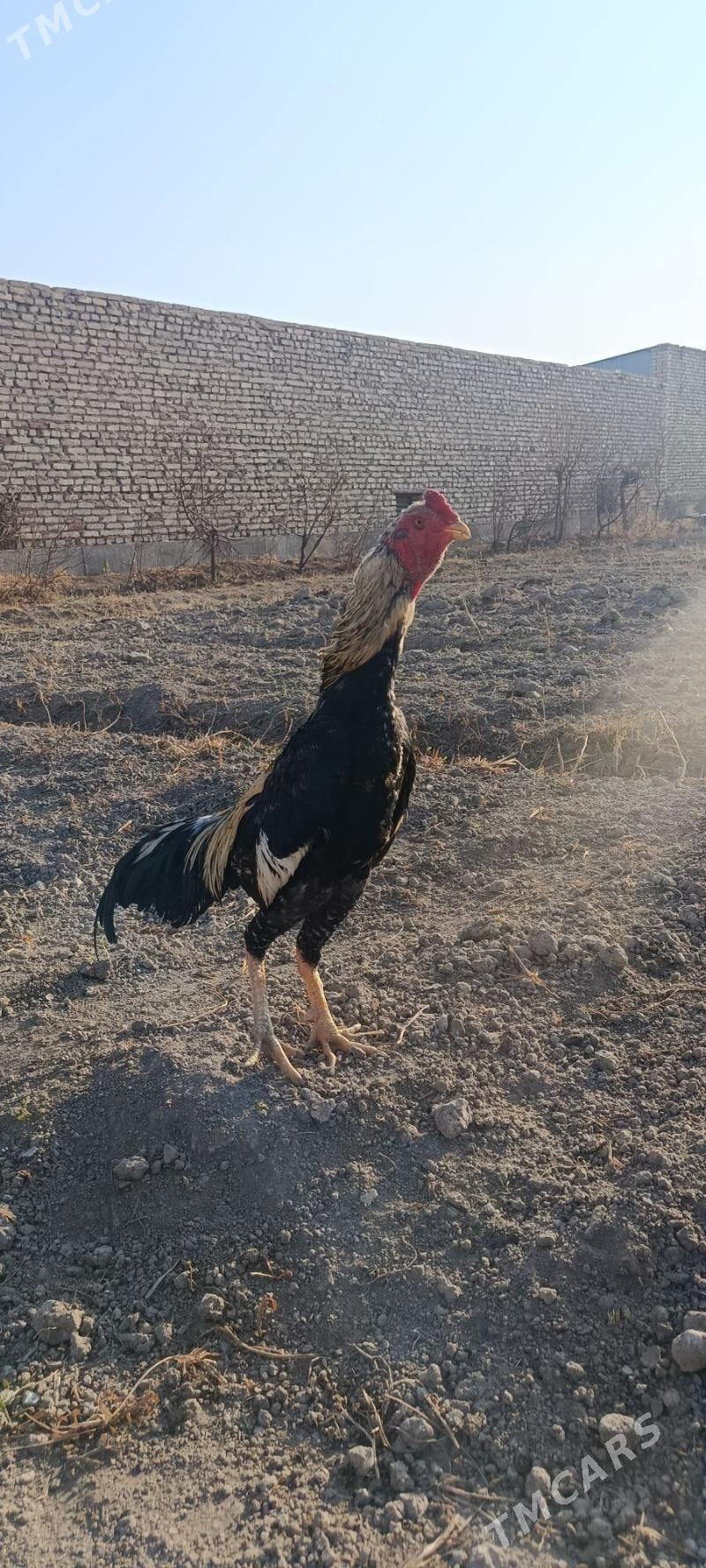 Хораз - Чарджоу - img 1