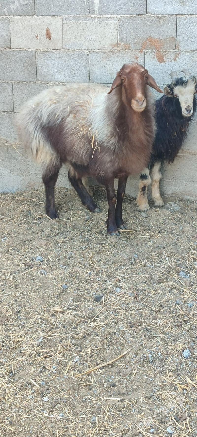 Goyun baklan - Gökdepe - img 3