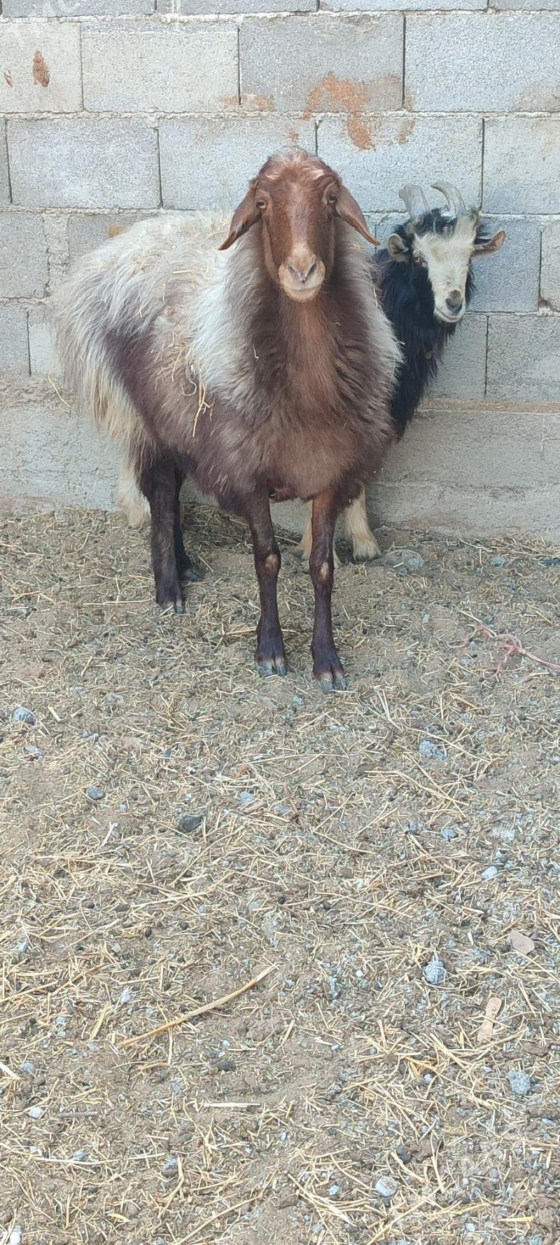 Goyun baklan - Gökdepe - img 2