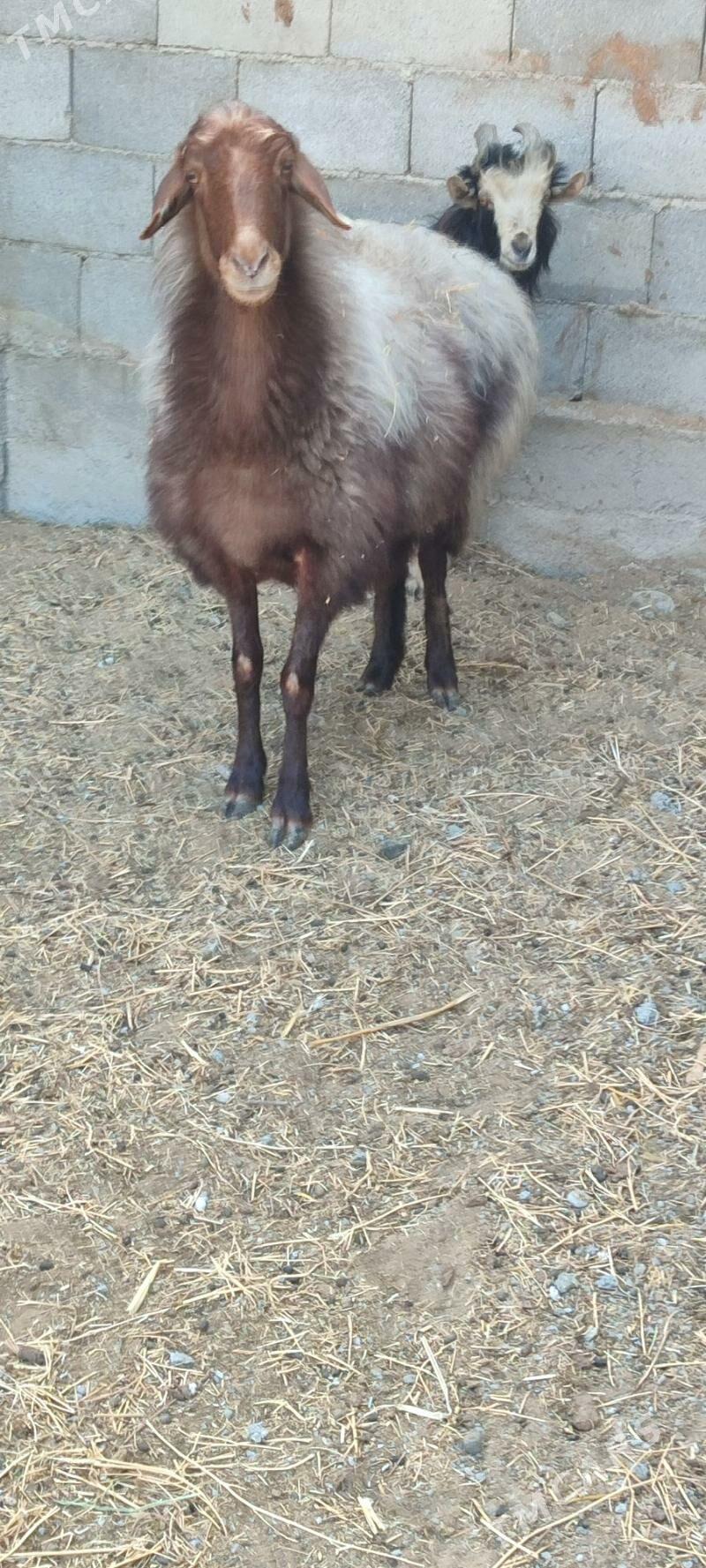 Goyun baklan - Gökdepe - img 4