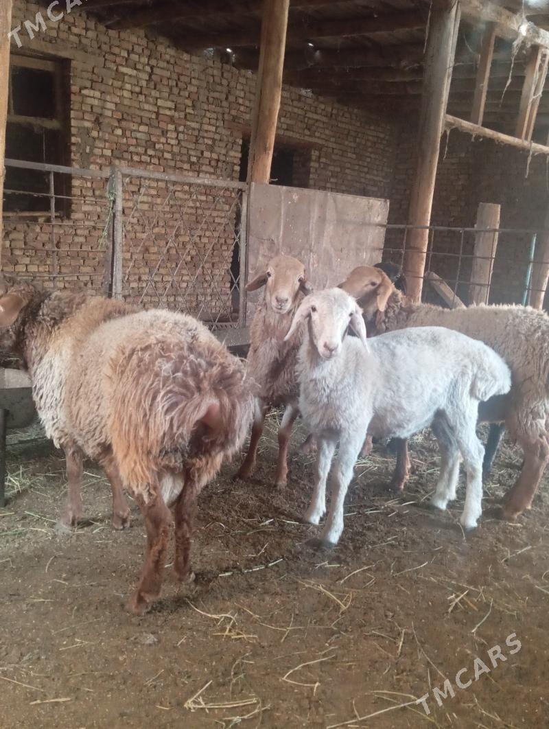 koçkar - Туркменабат - img 3