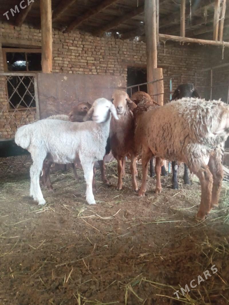 koçkar - Туркменабат - img 4