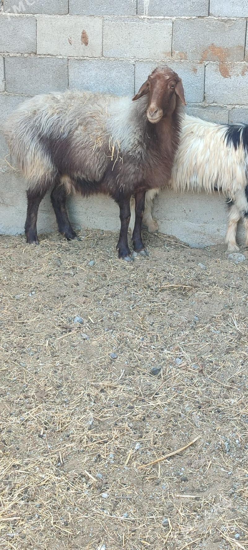 Goyun baklan - Gökdepe - img 1