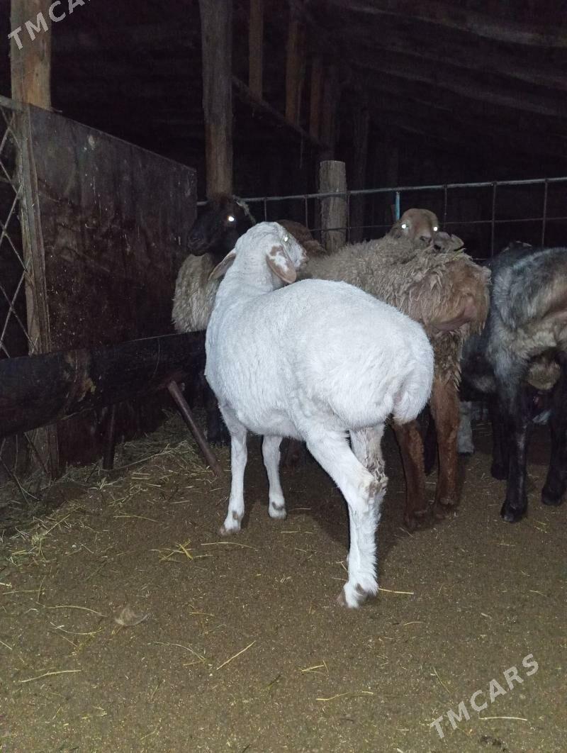 koçkar - Туркменабат - img 2