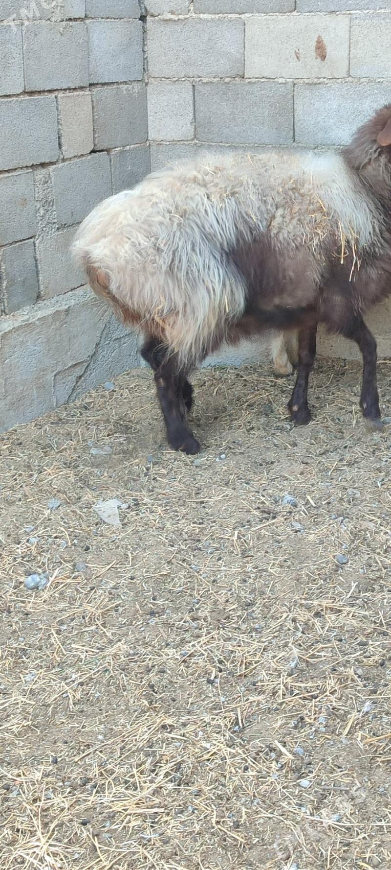 Goyun baklan - Gökdepe - img 5