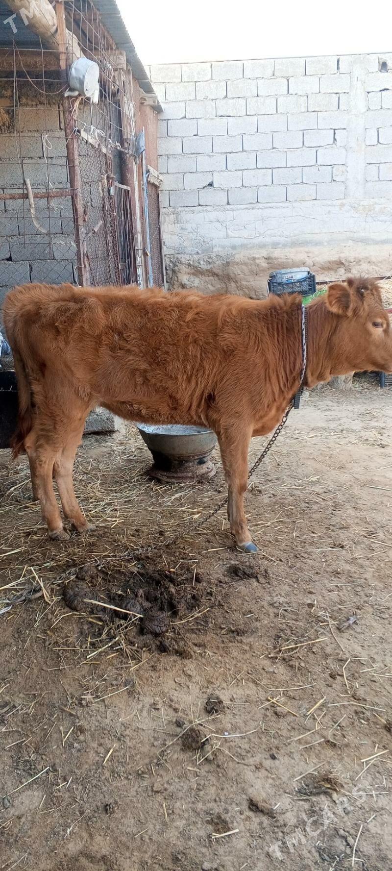 tüwe göle - Анев - img 1