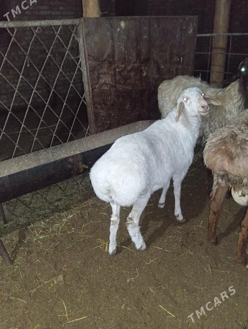 koçkar - Туркменабат - img 1