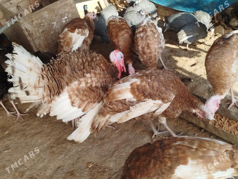 Induk horaz - Теджен - img 2