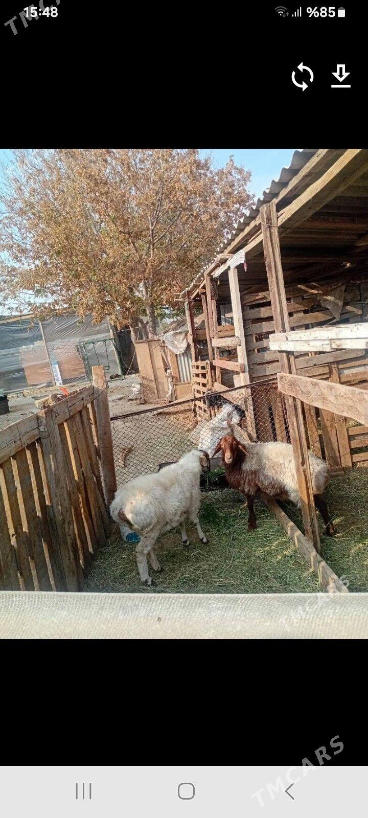 goýun - Gypjak - img 2